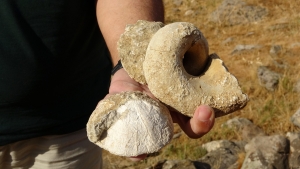 Fossils unearthed at Muş, eastern Turkey, on Aug. 14, 2021. (IHA Photo)